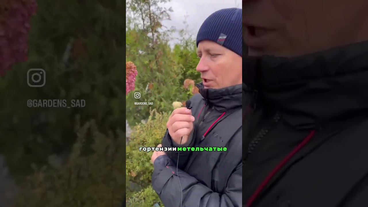 Когда обрезать метельчатую гортензию? #гортензииметельчатые