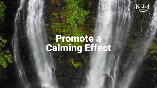 Introducing Super Reishi Mushrooms + Greens Blend смотреть онлайн