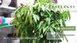 ПОЛИСЦИАС ФАБИАН