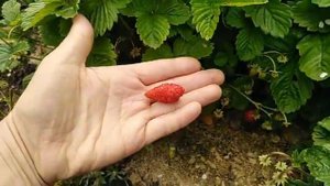 28 июля 2019г. ЗЕМЛЯНИКА сорт АЛИ-БАБА ... впечатление