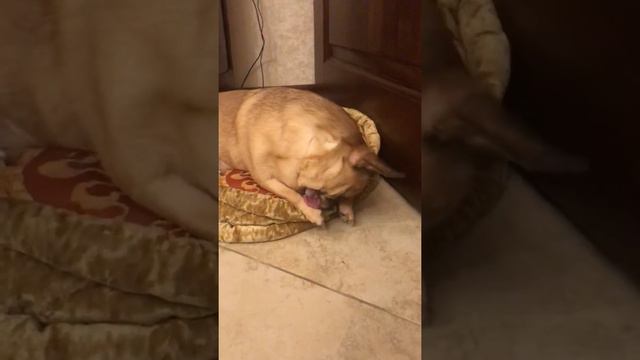 Жизнь чихуахуа