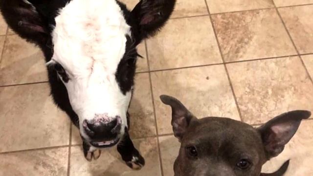 Бычок, воспитанный собаками, считает себя одним из них, только посмотрите на это чудо природы смотреть онлайн