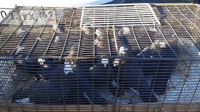 Сборная ярмарка голубей в Ростове на Дону. Птичий рынок в Аксае.Николаеские голуби. смотреть онлайн