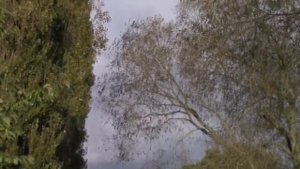 Canon Legria HF R406 - Video Camera Test
