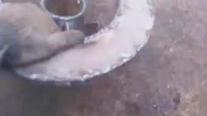 экспериментальный поршень готов для котла  Стропува