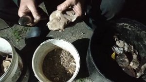 Ежовик чешуйчатый подготовка к засолке