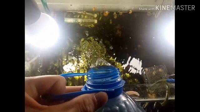 Мальки гуппи: уход и содержание.