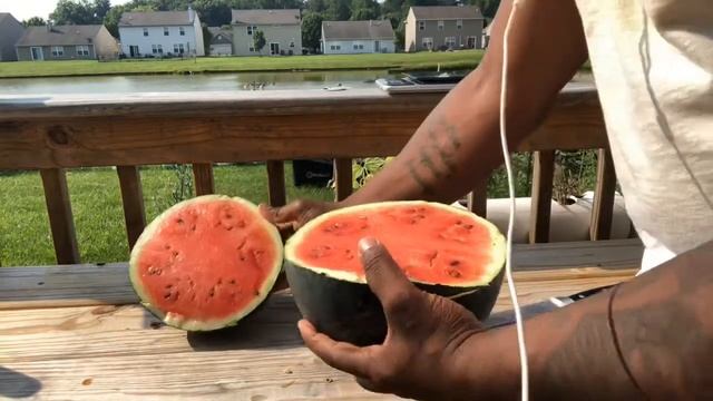My first time growing sugar baby watermelon смотреть онлайн