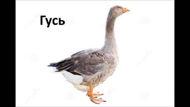 Как говорят животные - В конце очень смешно - Учим животных