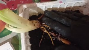 КАК СОХРАНИТЬ ЛИЛЕЙНИК ДО ВЫСАДКИ В ГРУНТ ВЕСНОЙ.