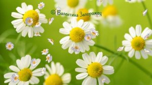 Фон для монтажа видео 47.mp4