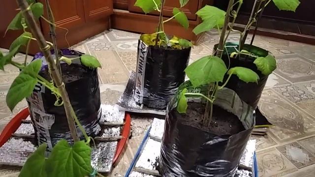 Пересадка рассады огурцов на постоянное место.