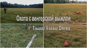 Дупель. Сезон 2020. Snipe hunting with Magyar vizsla Tiszatáji Vadász Deres