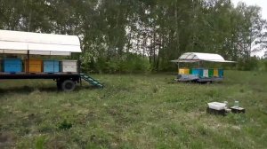 Про весенние работы на пасеке, первый выезд на медосбор, кочевая пасека