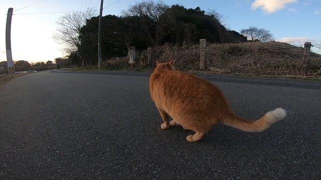 畑の中にいた野良猫、顔みたらこっちに向かってきた