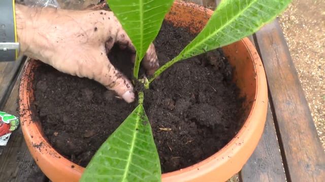 Дерево Plumeria rubra. смотреть онлайн