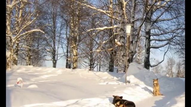 Село Серёгово (Республика Коми) смотреть онлайн