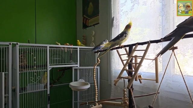 Funny Parrotszotti 355. Life Of Cockatiels And Budgies. Жизнь корелл и волнистых попугаев