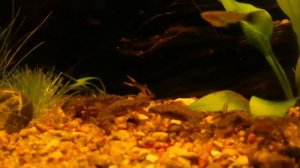 Кормление лягушат Гименохирус Беттгера African Dwarf Frogs