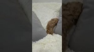 Мини мальчик мальтипу в продаже