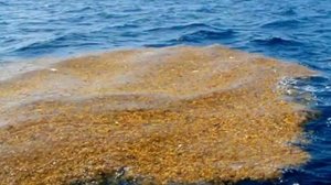 Многообразие водорослей и их роль в природе.AVI