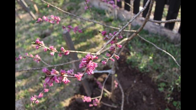 Сакура по-русски или цветение волчьеягодника