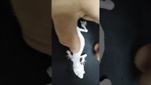 Эублефар в очень плохом состоянии. Будем спасать.