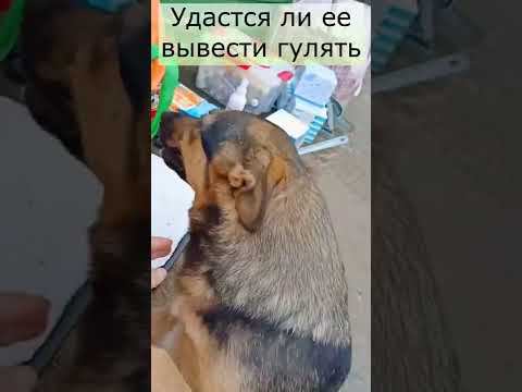 Новенькая в приюте. Пойдет ли гулять??