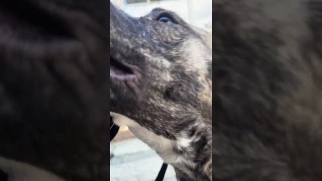 Терри и друзья на прогулке 🐾 смотреть онлайн