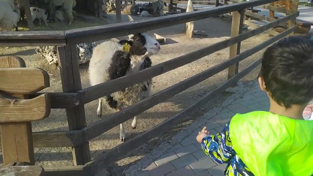 Влог: Празднуем День рождения Мухаммеда смотреть онлайн