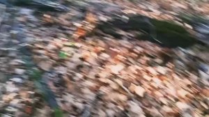 ТИХАЯ ОХОТА 2021. НАШЛИ НЕИЗВЕСТНЫЙ ГРИБ. ПОПЫТКА №2!!!