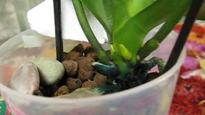 Лечение орхидей зеленкой.Новинки.