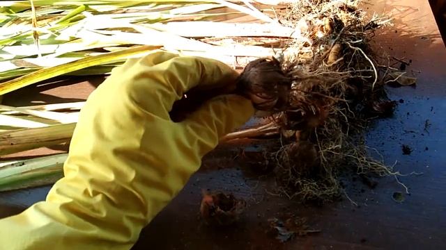 Так ли важен размер луковиц Гладиолусов! Зачем хранить гладиолусы до весны-готовлю к посадке в зиму смотреть онлайн
