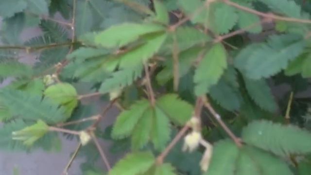 7.07.2016 викторная оранжерея смотреть онлайн