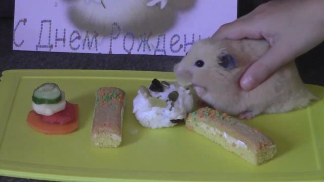РУЧНОЙ ХОМЯК/ ДЕНЬ РОЖДЕНИЯ Моего Питомца Джошуа/ ПОДАРКИ и Покупки из Зоомагазина/ Hamster