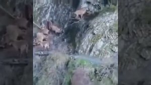 Охота на Дагестанского тура. Тляратинский район село Саниорта.