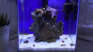 Бюджетный (Нано Риф) морской аквариум. Часть 1