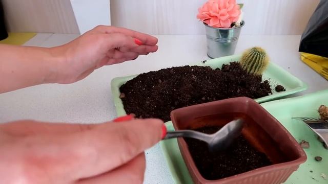 Новые жильцы. Посадка и пересадка кактусов. смотреть онлайн