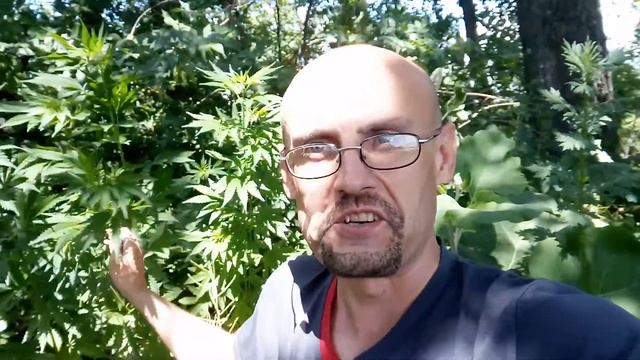 Заметки ботаника. Афганский клён.