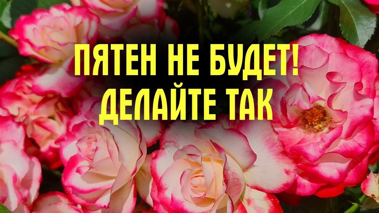 РОЗЫ В ОПАСНОСТИ! Срочно ОПРЫСКИВАЕМ от ЛМР и ПЯТЕН НЕ БУДЕТ!