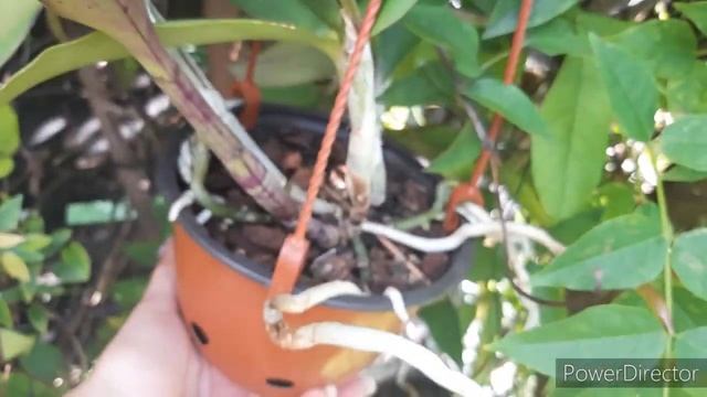 Орхидеи. Каттлея корни, адаптация и цветение без особых усилий. смотреть онлайн