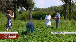 В Орловской области появляется первая клубника