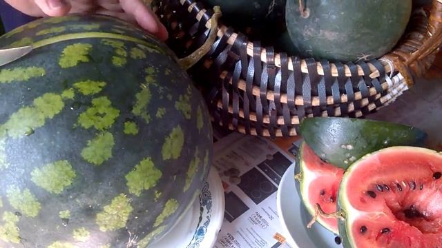 АРБУЗЫ ПО 8 КГ.СОБИРАЕМ И ДЕГУСТИРУЕМ АРБУЗЫ ОТКРЫТОГО ГРУНТА В СЕНТЯБРЕ. смотреть онлайн