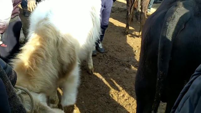 ЁШ КУЧАТ АНГУС ВА СЕМЕНТАЛ БУКАЛАР ВА ДАХШАТ КАТТА АНГУС.САМАРКАНД САВХОЗ 1.03.2020