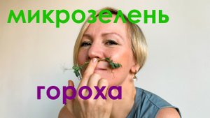 Микрозелень гороха
