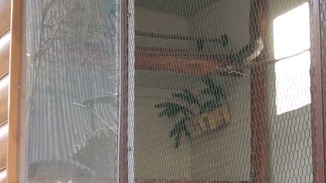 Февраль ,в уличном вольере в пол голоса запел степной жаворонок. смотреть онлайн