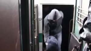 Полетят Мотыльки над Тайгой