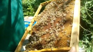 КАК УВЕЛИЧИТЬ ПАСЕКУ 2?.делаем отводок пчел?Быстрое розширяем пасеку для начинаючих.