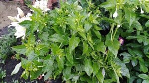 Мирабилис из клубня.