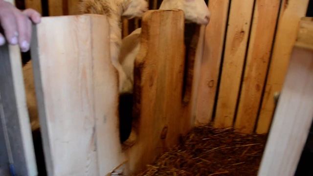 ?Хитроумная кормушка для коз. Экономия сена в 2 раза.? смотреть онлайн